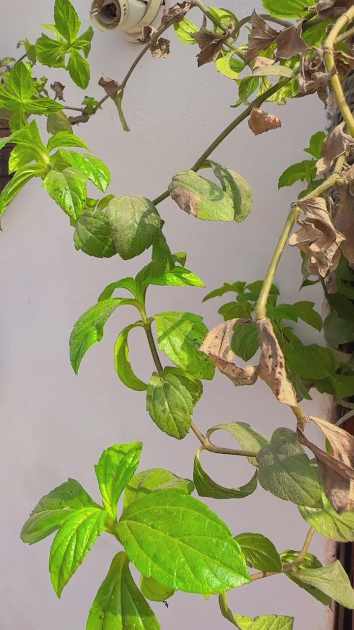 Set of 3 | Ocean theme Epoxy Wall Decor | Wall Hangings bHI